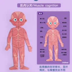 Mideer Body Magnet 90 Pieces 6Years+ -Selected Baby Products Stores wechat screenshot 20200419172707