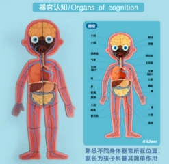 Mideer Body Magnet 90 Pieces 6Years+ -Selected Baby Products Stores wechat screenshot 20200419172715