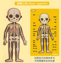 Mideer Body Magnet 90 Pieces 6Years+ -Selected Baby Products Stores wechat screenshot 20200419172723